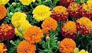 TAGETE NANA DWARF MARIGOLD SEEDS