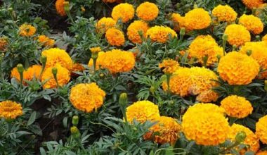 TAGETES ERECTA SEEDS