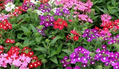 VERBENA ALTA VARIADA HIBRIDA SEEDS