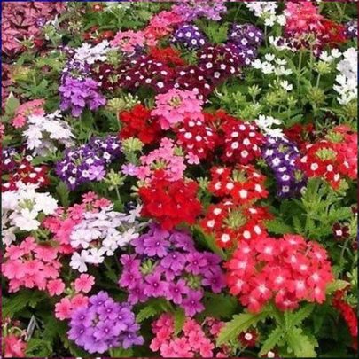 VERBENA ENANA COMPACTA SEEDS