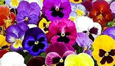 VIOLA DEL PENSIERO GIGANTE - PANSY SEEDS