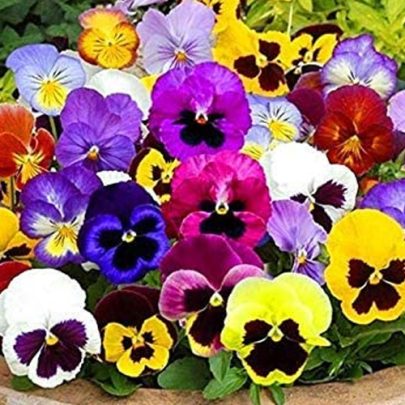 VIOLA DEL PENSIERO GIGANTE - PANSY SEEDS
