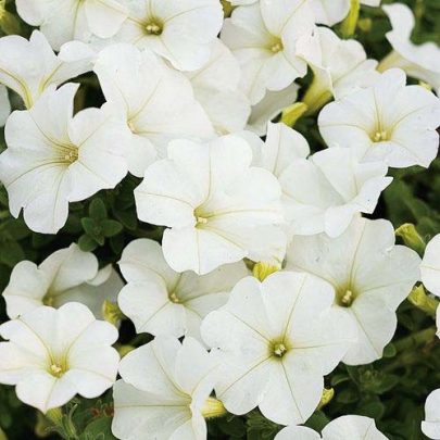 WHITE COMPACT PETUNIA SEEDS