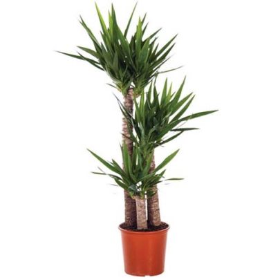 Yucca 3pp 120cm