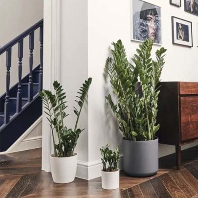 Zamioculcas Zamiifolia