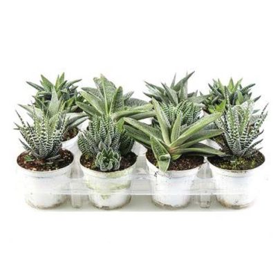 Haworthia 10.5