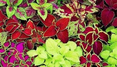 Coleus Hybrids  "Mix"