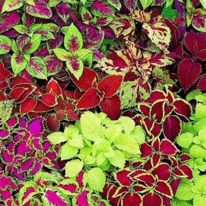 Coleus Hybrids  "Mix"