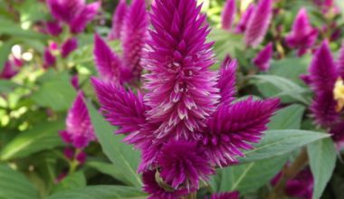 Celosia 20-30cm