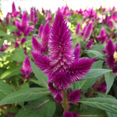 Celosia 20-30cm