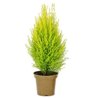 Lemon Cypress 20-30cm
