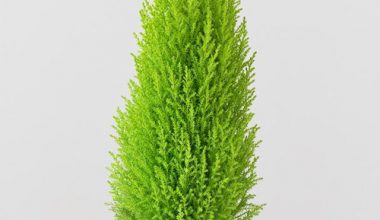 Lemon Cypress 50-60cm