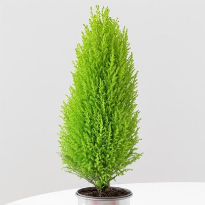 Lemon Cypress 50-60cm