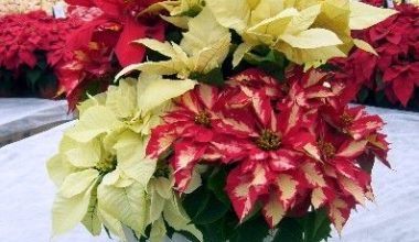 Poinsettia mix color 30-35cm