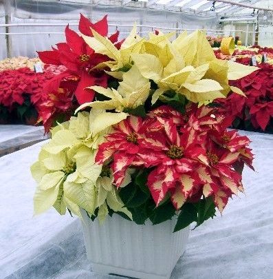 Poinsettia mix color 30-35cm
