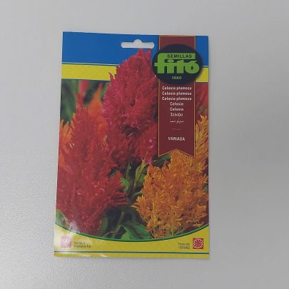 Celosia