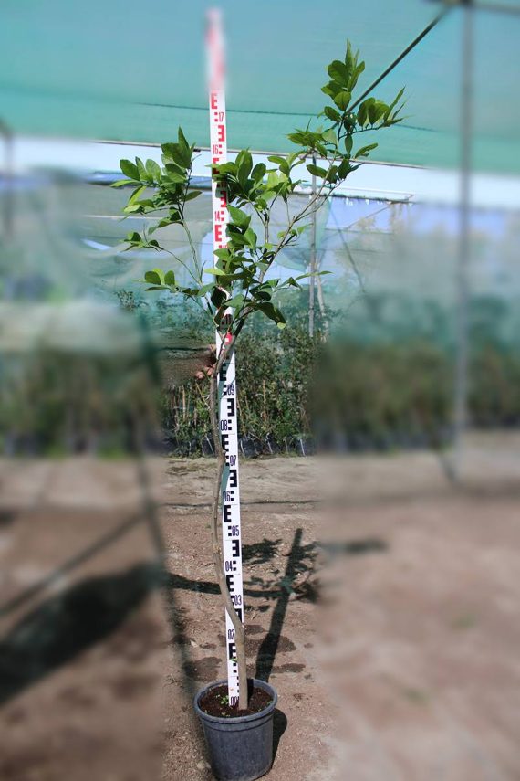 Citrus Lemon " Turkey " ( 1.2 - 1.5m Height )