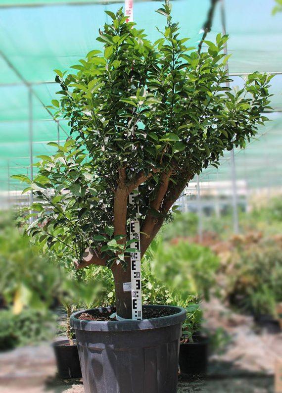 Orange Trees " Turkey " 2 m Ht, 50cm CT, 40-50cm Girth