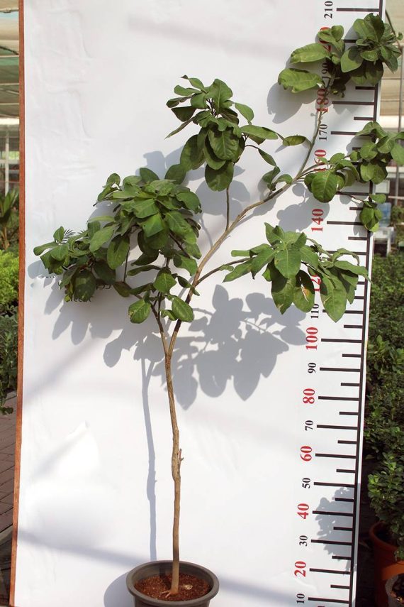 Citrus paradisi " Pomelo " (120-150 cm Ht)