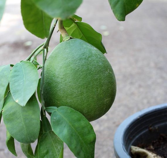 Citrus paradisi " Pomelo " (120-150 cm Ht) - Image 2