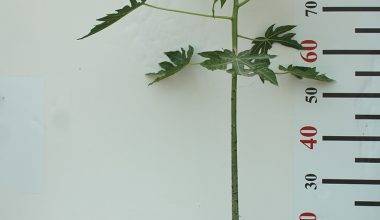 Carica papaya (40-50cm Ht,)