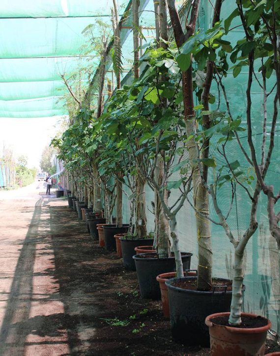 Psidium "Guava" Pakistan ( 2.0 - 2.5m Height ) - Image 2