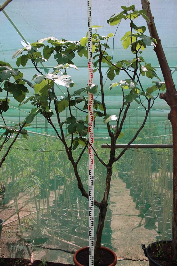 Psidium "Guava" Pakistan ( 2.0 - 2.5m Height )