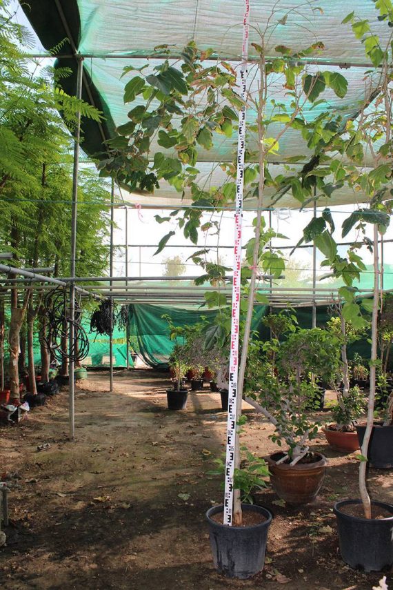 Morus alba " Shah Toot" ( 2.0 - 2.5m Height, 2" Dia )