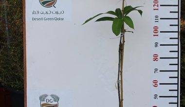 Mangifera Indica"Chusa"Pakstan