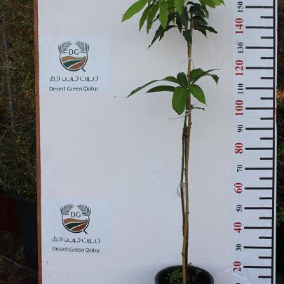 Mangifera Indica"Chusa"Pakstan