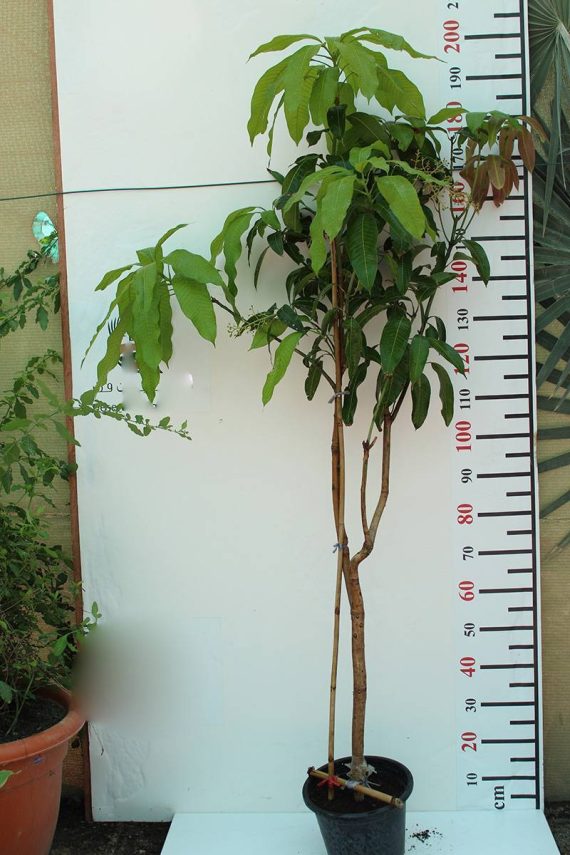 Mangifera indica "Mango" Thai ( 1.5 - 1.8m Total Height )