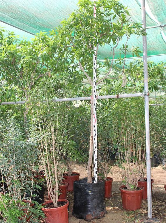 Mangifera indica ( Dasheri ) ( 4.0m Height, 7-8cm Dia )