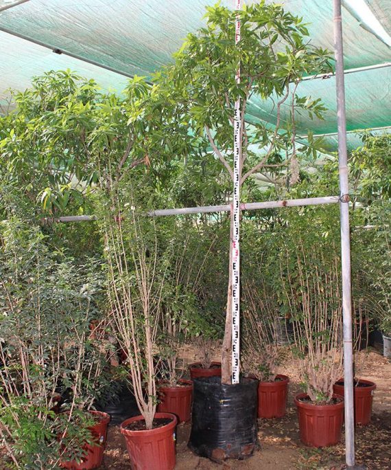 Mangifera indica ( Dasheri ) ( 4.0m Height, 7-8cm Dia ) - Image 2