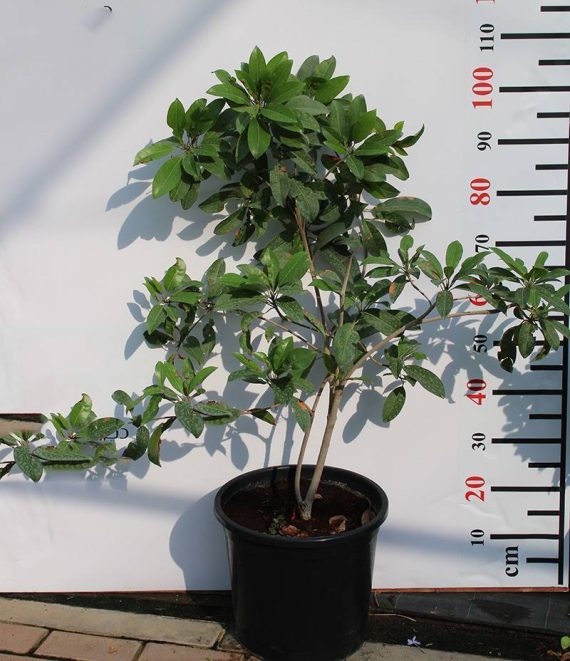 Manilkara zapota "Chickoo" (1.5m Height)