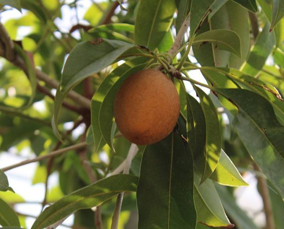 Manilkara zapota "Chickoo" (1.5m Height) - Image 3