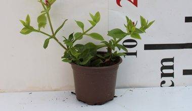 Aptenia Cordifolia15-20cm