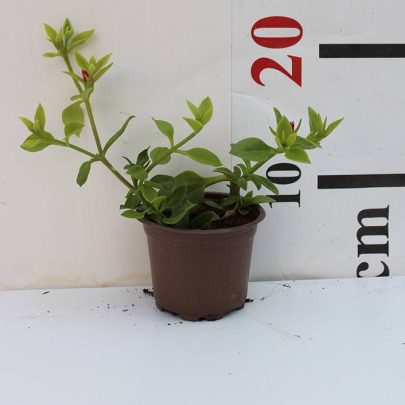 Aptenia Cordifolia15-20cm