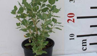 Atriplex halimus 40-50 cm