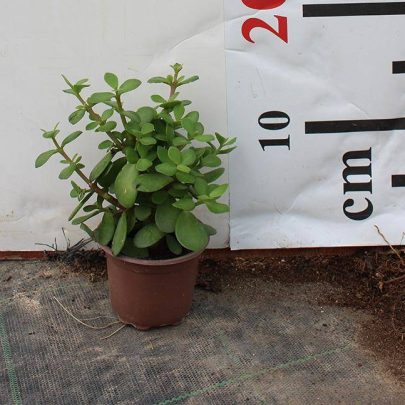 Crassula argentea