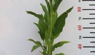 Canna indica "Green Leaf" (40 - 50cm