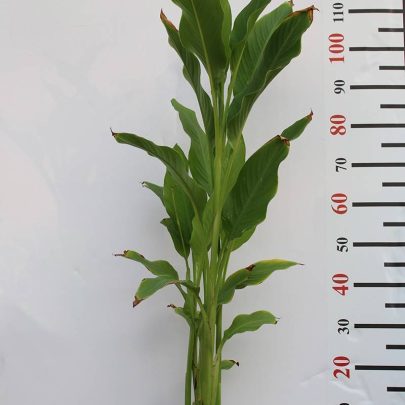 Canna indica "Green Leaf" (40 - 50cm