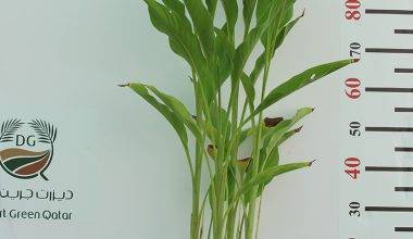 Canna indica "Green Leaf" ( 4pp 6ltr Port bushy )