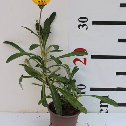 Gazania uniflora 10-15cm