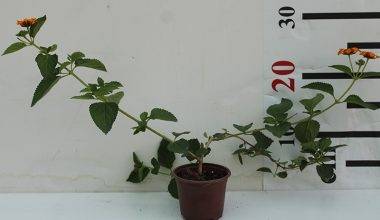 Lantana camara 20-25cm