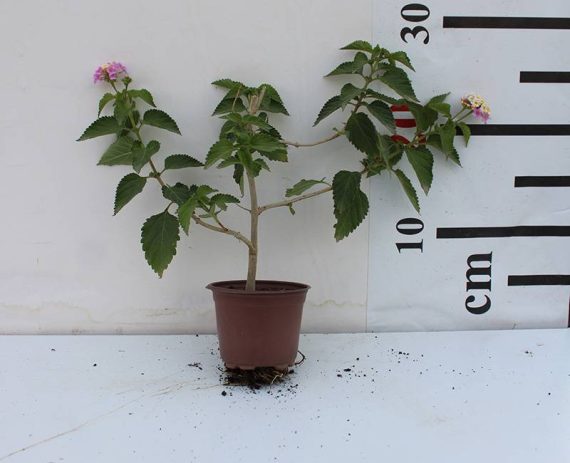 Lantana camara 20-25cm - Image 2