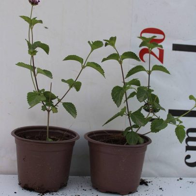 Lantana montevidensis 20-25cm