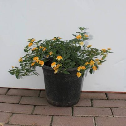 Lantana "yellow" 3PP Bushy