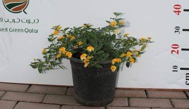 Lantana 'Mix' 30-40 cm