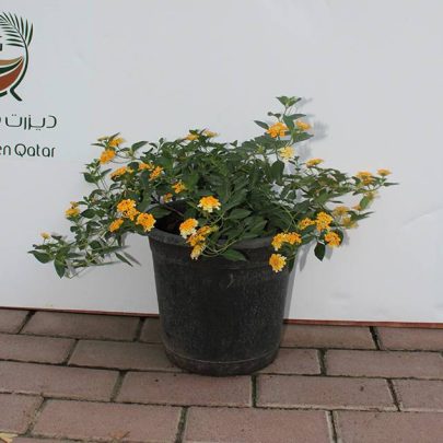 Lantana 'Mix' 30-40 cm
