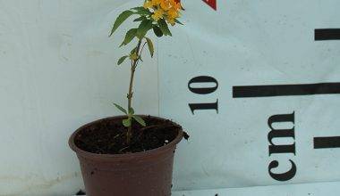 Lantana 'Yellow' 20-25cm